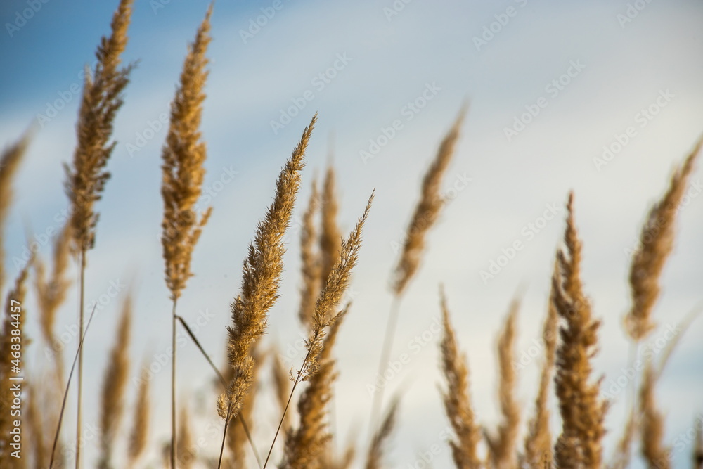 Dry grass flowers in the sky background. Close view of grass stems against sky. Calm and natural background. Dry grass flowers in the sky background. Close view of grass stems against sky. Calm and natural background.