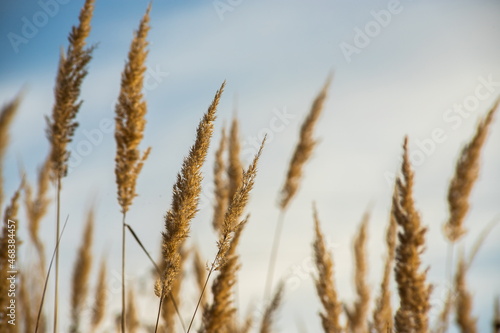Dry grass flowers in the sky background. Close view of grass stems against sky. Calm and natural background.