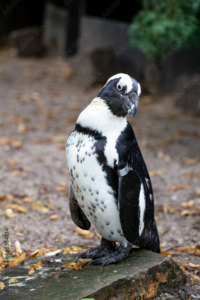 Obraz premium penguin on the rocks