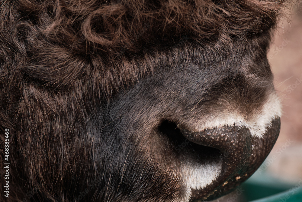 Bison close-up mouth and nose. Wild bison (Bison bonasus) in Prioksko-Terrasny nature reserve