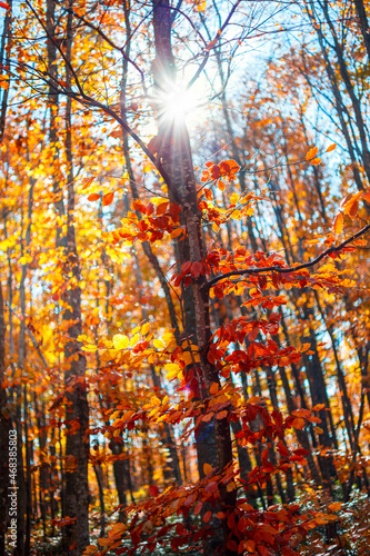 The sun in the forest among the autumn leaves © Kerim