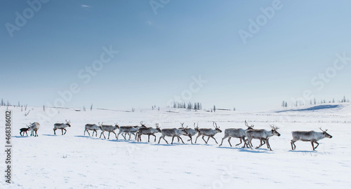 Wallpaper Mural running herd of reindeer, Russia, Siberia, Yamal Torontodigital.ca