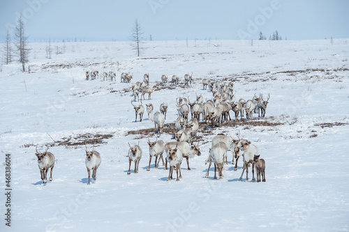 Wallpaper Mural running herd of reindeer, Russia, Siberia, Yamal Torontodigital.ca