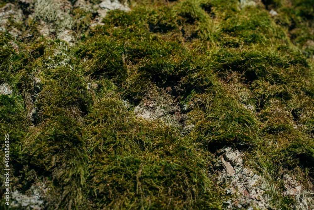 fluffy green moss on a tree trunk fluffy green moss on a tree trunk