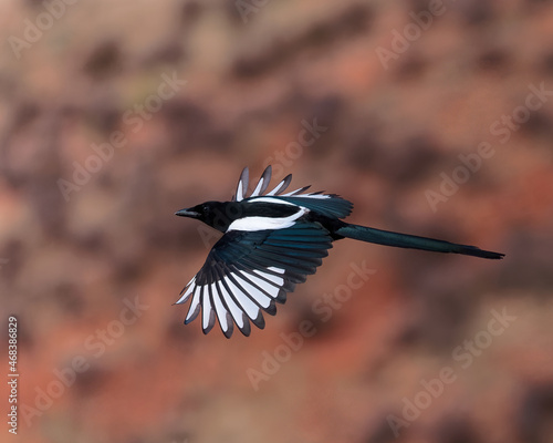 A black-billed magpie (Pica hudsonia) flashes his black and white plumage while in flight. Wyoming, USA.