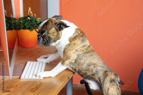 Cute Boston terrier with glasses works at the computer like a person