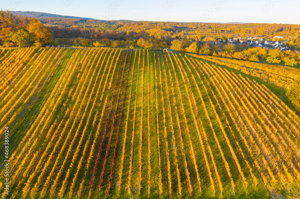 Bird's eye view of a vineyard near Frauenstein / Germany in late autumn 