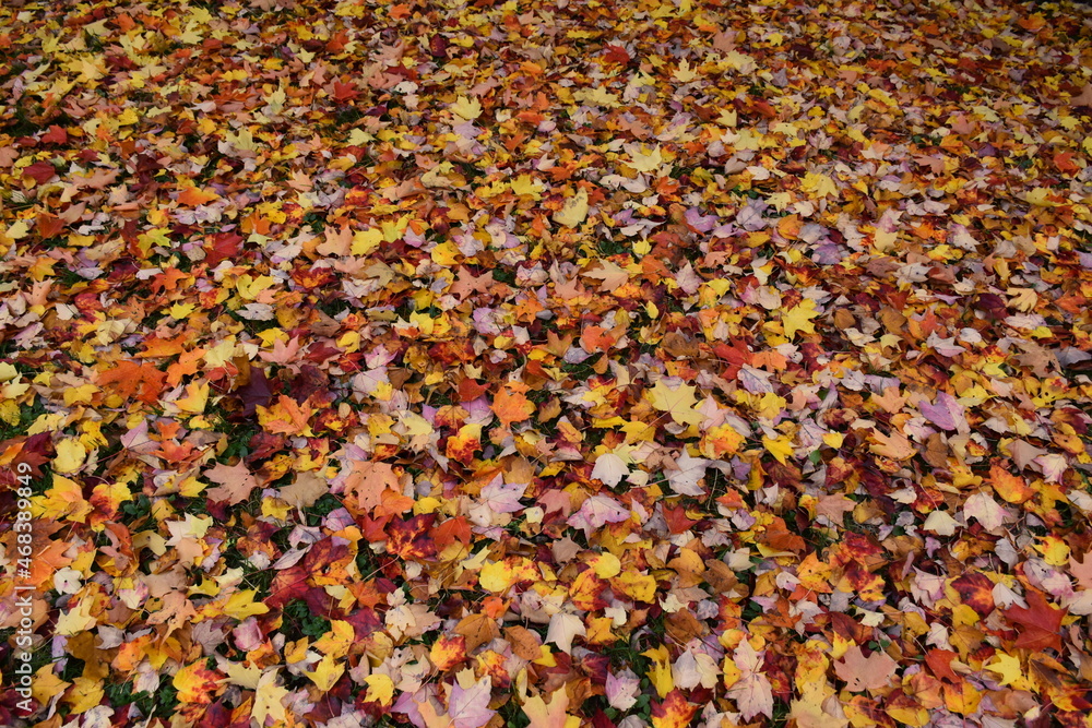 A carpet of fallen leaves in autumn A carpet of fallen leaves in autumn