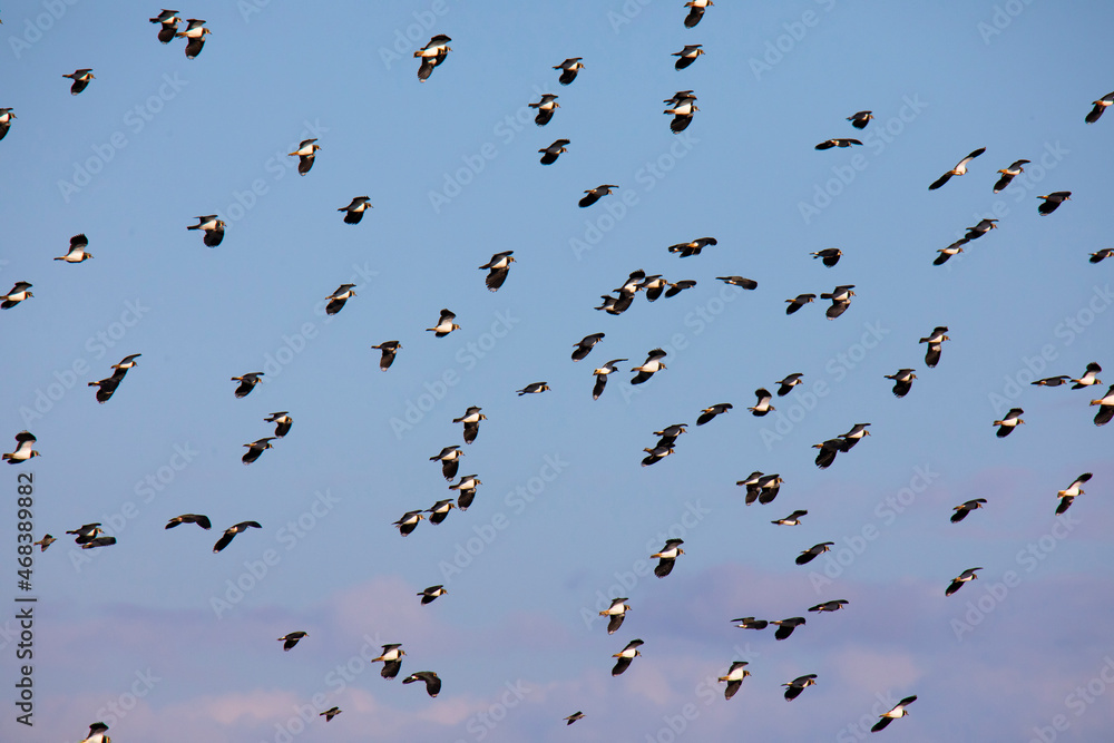 Flock of seagulls against the blue sunset sky