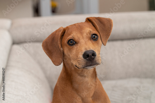 Puppy sitting on the new sofa