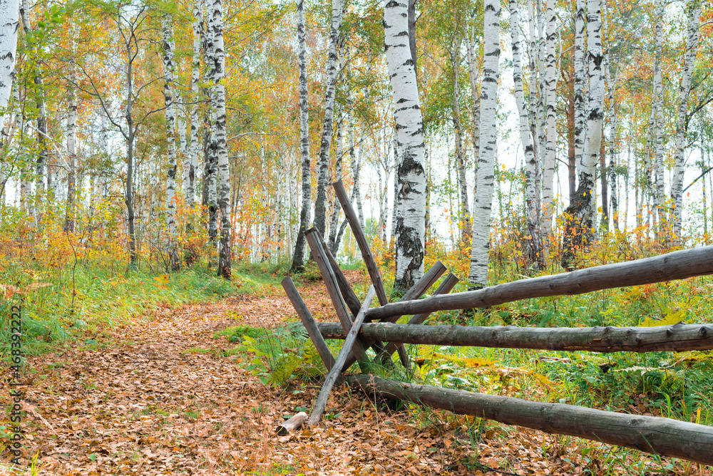 Forest of birches in the early autumn time with road in it. Nature concept Forest of birches in the early autumn time with road in it. Nature concept