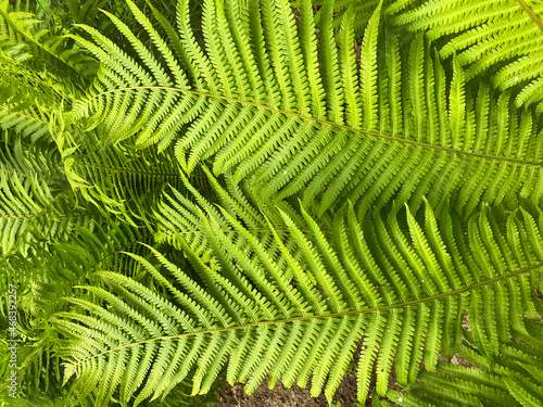 Green fern leaves. Tropical plant texture.