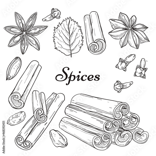 Freehand drawing spices. Hand drawn collection on white background