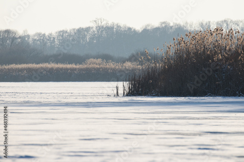 The landscape of the fish pond in winter, the habitat and refuge of wild animals in winter. A pond covered with snow, reeds, a nature reserve