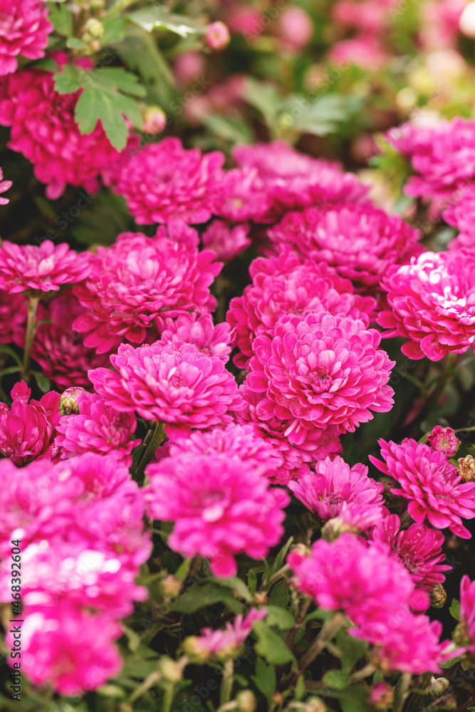 Bush of pink chrysanthemums with green leaves closeup. Lovely autumn garden flowers background. Beautiful floral wallpaper. Selective focus. Vertical photo.