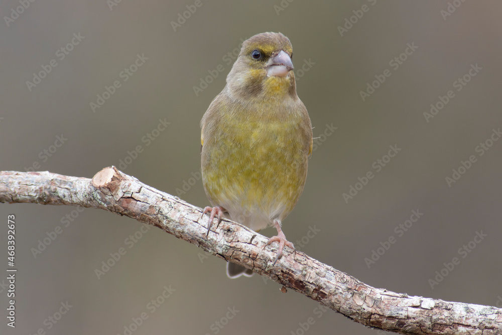 Green finch Chloris chloris stting on a branch Green finch Chloris chloris stting on a branch