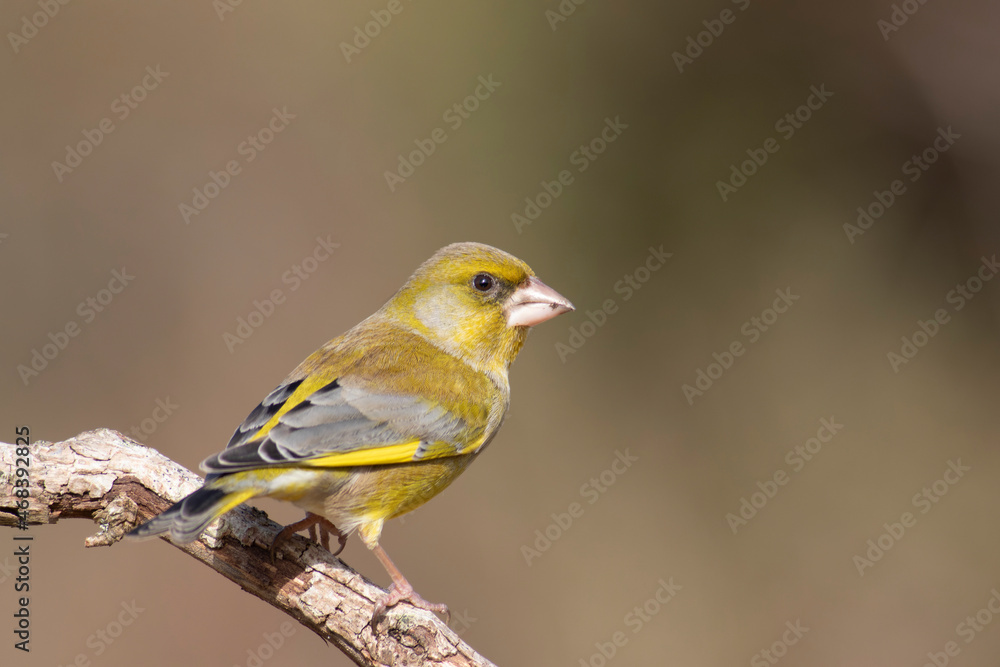 Obraz premium Green finch Chloris chloris stting on a branch