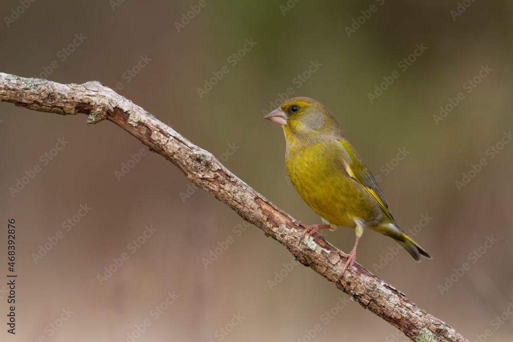 Green finch Chloris chloris stting on a branch