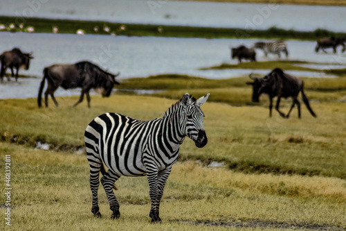 Zebra