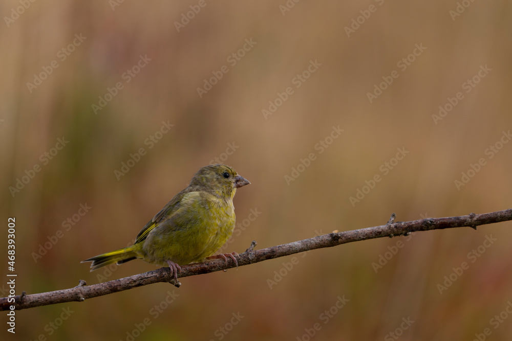 Fototapeta premium Green finch Chloris chloris stting on a branch