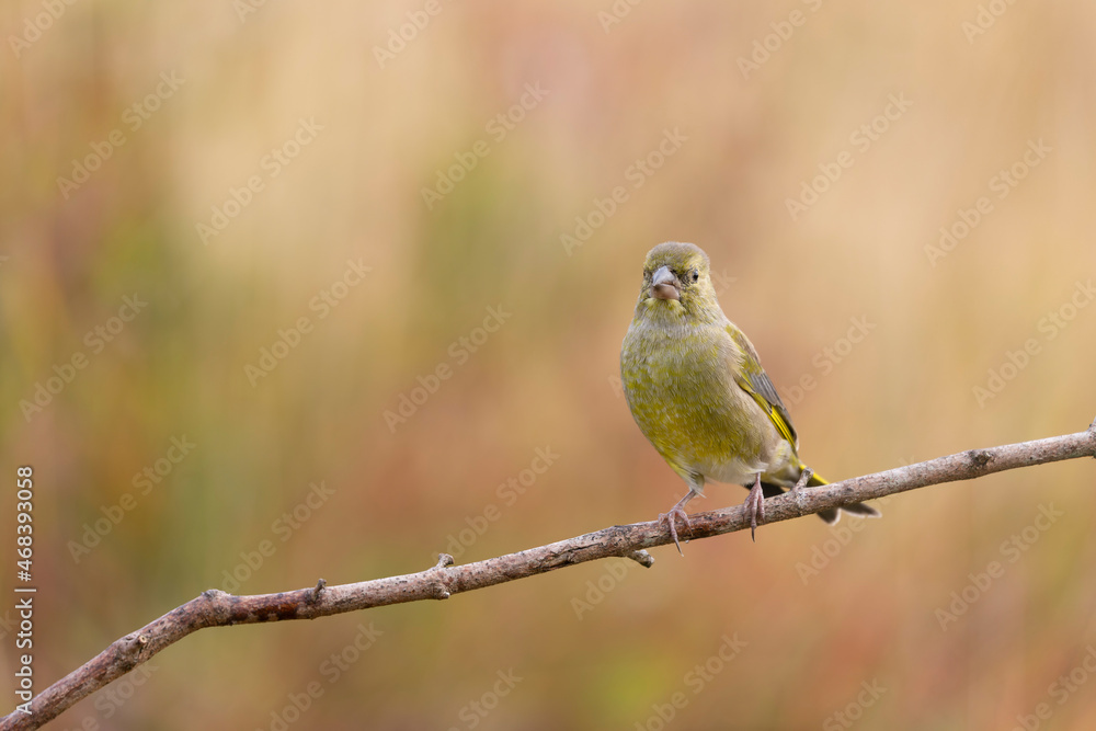 Green finch Chloris chloris stting on a branch Green finch Chloris chloris stting on a branch