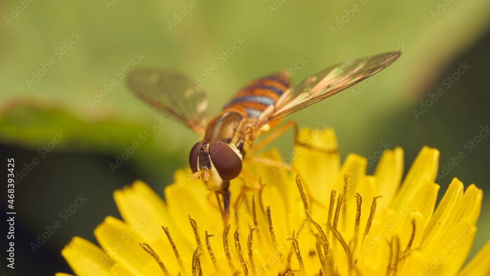 Details of a Yellow Hoverfly on Dandelion Details of a Yellow Hoverfly on Dandelion