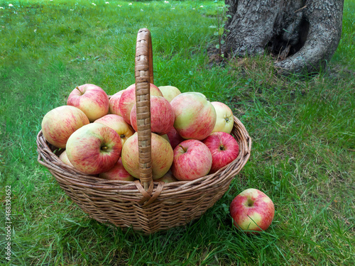 Freshly picked ripe apples in a basket on the green grass
