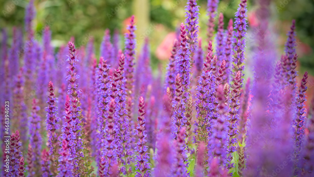 lavender plants in the flower patch lavender plants in the flower patch