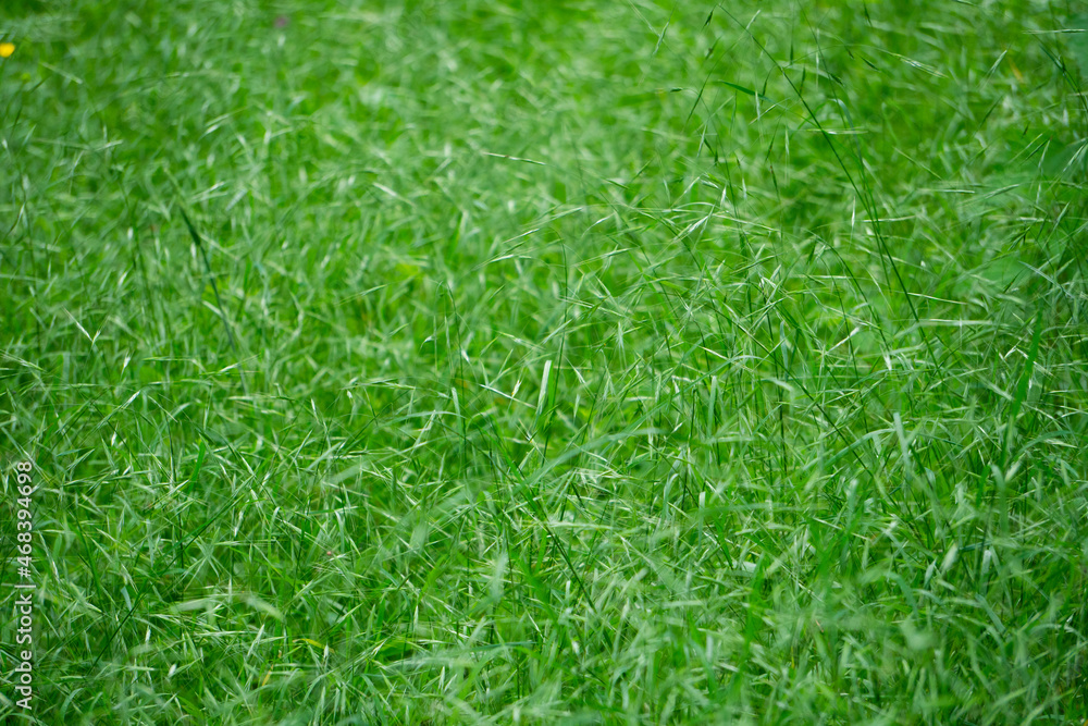 green grass background green grass background