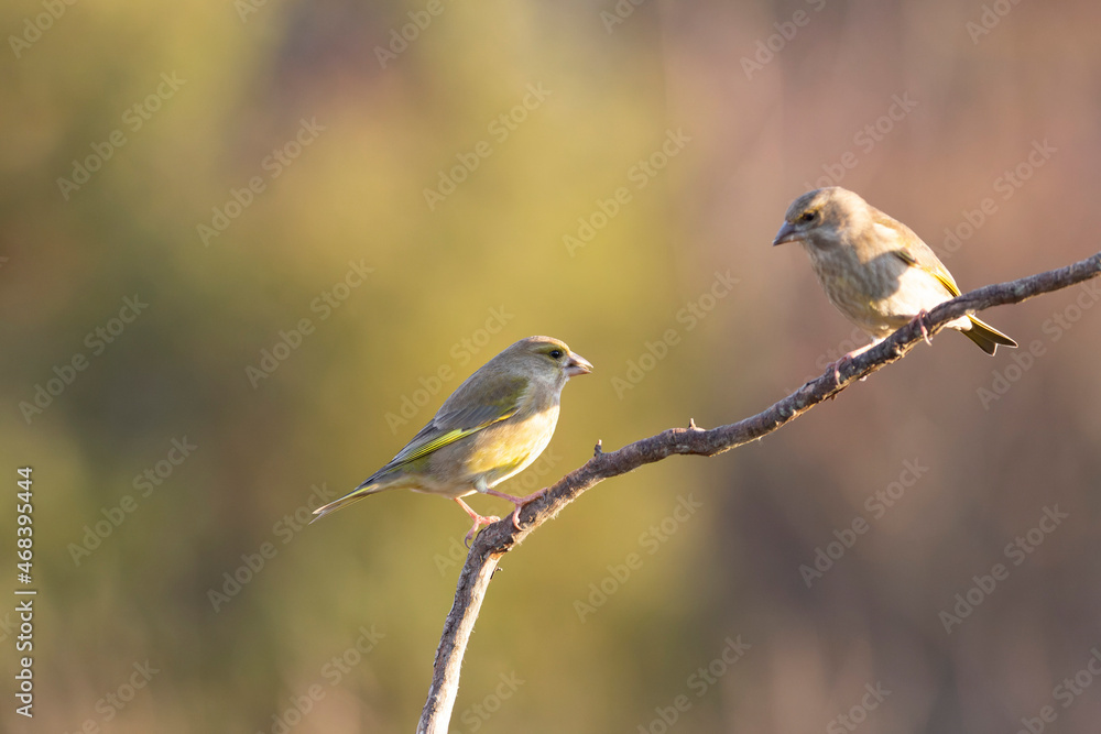 Green finch Chloris chloris stting on a branch