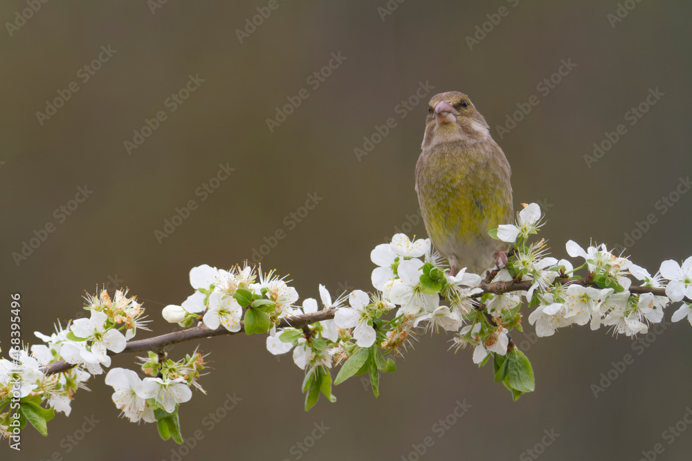 Obraz premium Green finch Chloris chloris stting on a branch