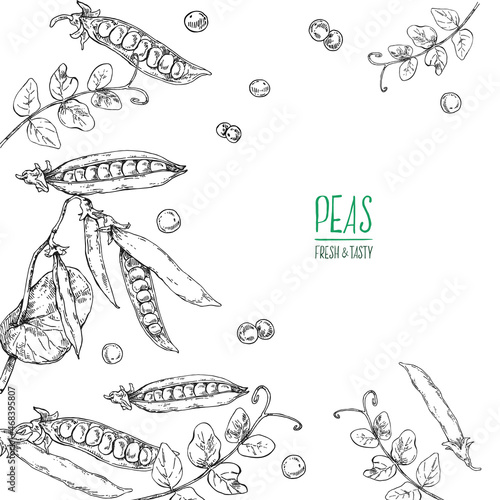 Hand drawn vector green peas beans core