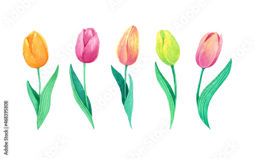 Five watercolor tulips on white backgroun isolated. Orange, pink, red, yellow hand drawn flowers.