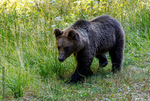 The eurasian brown bear in the Carpathians of Romania