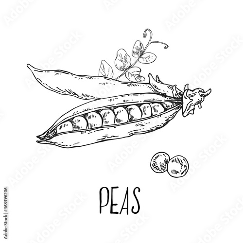 Hand drawn vector green peas beans core