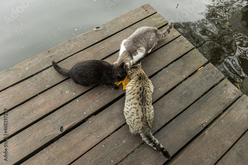 Stray cats eat food on the street