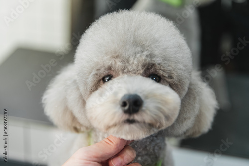 Haircut of a little poodle.