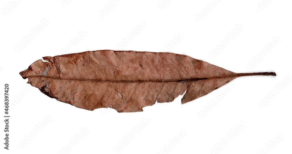 dry leaf isolated on white background dry leaf isolated on white background
