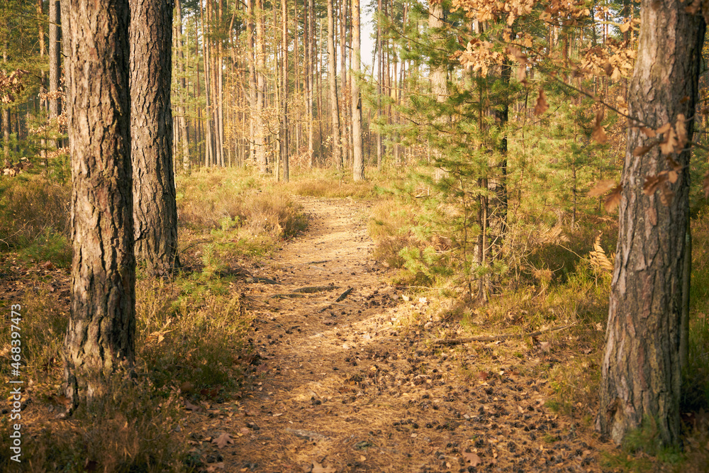 leśna jesienna ścieżka - obrazy, fototapety, plakaty 