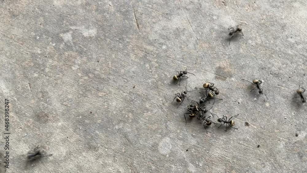 ants on the ground. ant colony gather and walk on the wall ants on the ground. ant colony gather and walk on the wall