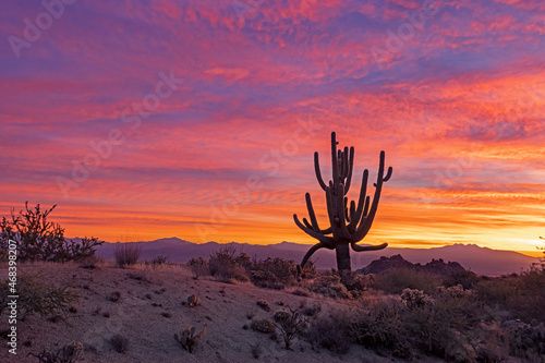 Lone Saguaro Cactus At Sunrise Time In Arizona