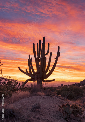 Lone Saguaro Cactus At Sunrise Time In Arizona