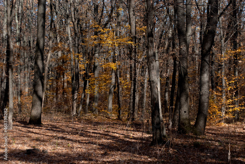 autumn forest