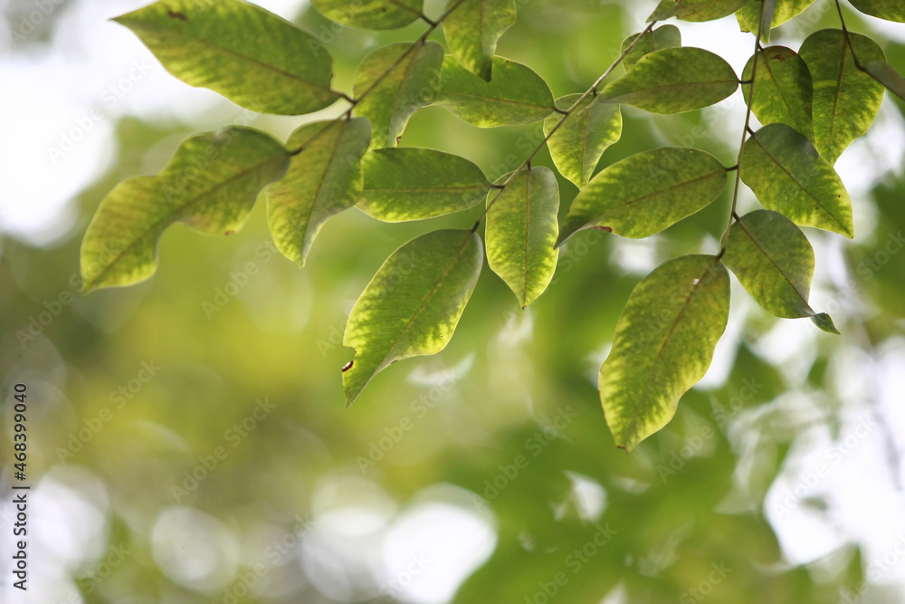 Leaves Tropical forest trees texture background wallpaper Leaves Tropical forest trees texture background wallpaper
