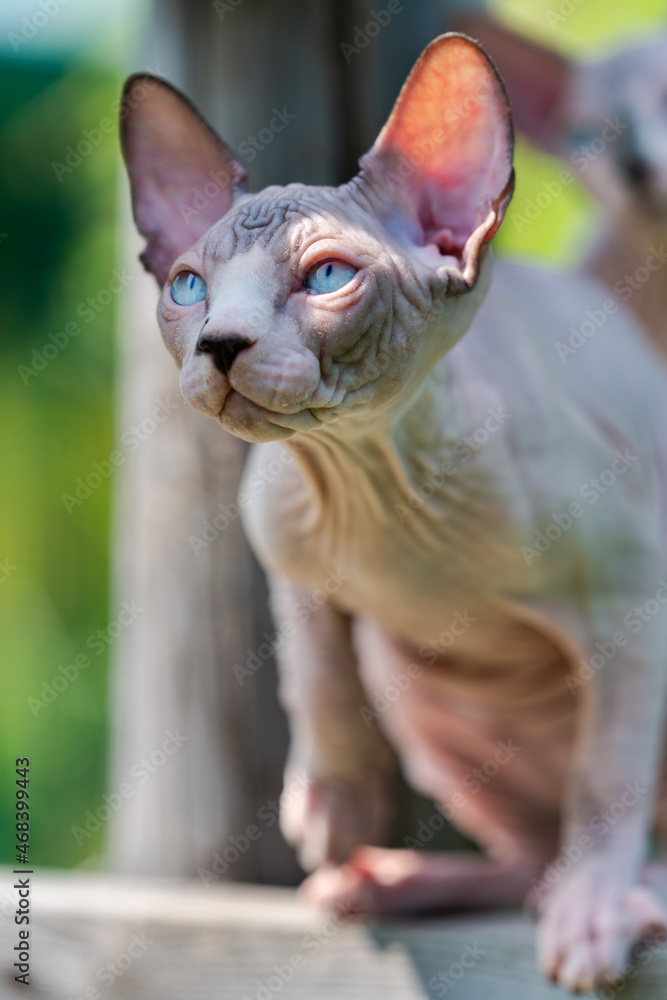 Sphynx Hairless Cat sitting on wooden crossbar in enclosure of cattery, looking up. Kitten is 4 months old, color of chocolate mink, white. Selective focus, blurred background. Shallow depth of field