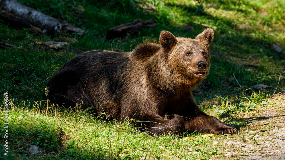 The eurasian brown bear in the Carpathians of Romania