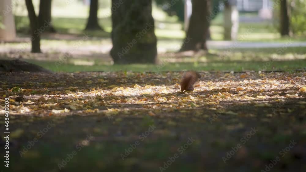 Small red squirrel running on golden leaves of autumn in the park. Slow motion. Small red squirrel running on golden leaves of autumn in the park. Slow motion.