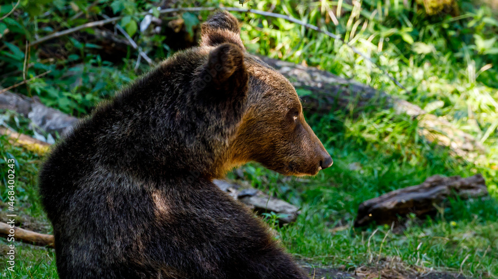 The eurasian brown bear in the Carpathians of Romania