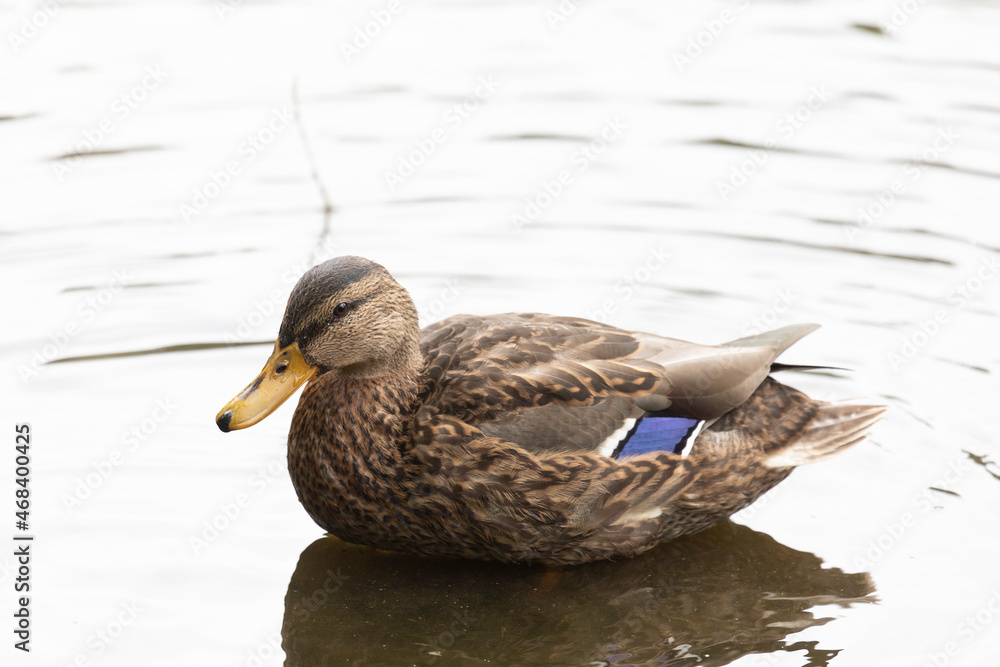 Mallard duck female on water close up Mallard duck female on water close up