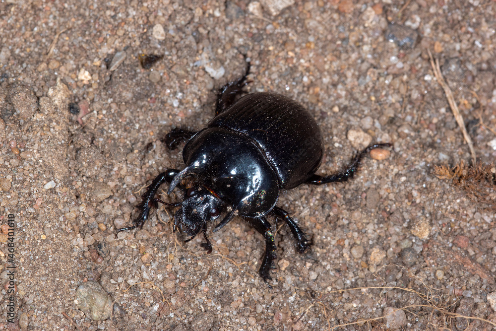 Stierkäfer, Typhaeus typhoeus, Männchen, Frühling, Haan, Rheinland, Sand, Heide, Weide, 01.03.2021